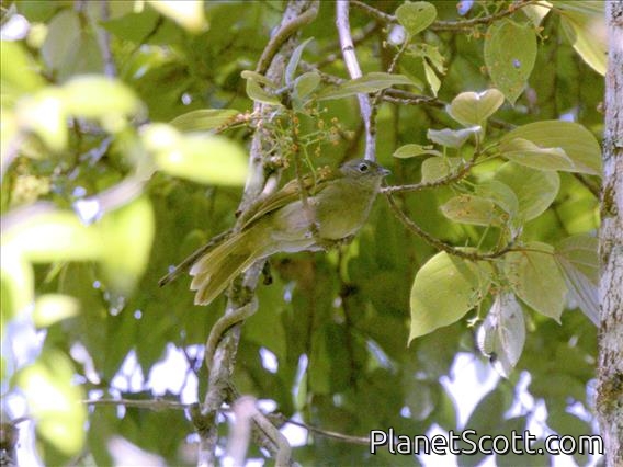 Shelley's Greenbul (Arizelocichla masukuensis)