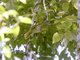Shelley's Greenbul (Arizelocichla masukuensis)