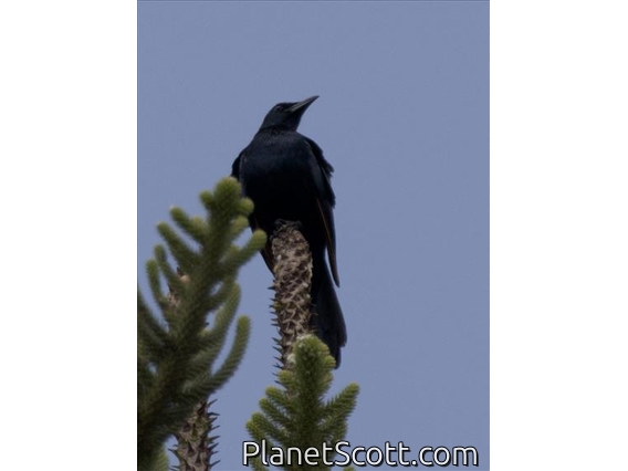Waller's Starling (Onychognathus walleri)