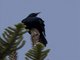 Waller's Starling (Onychognathus walleri)