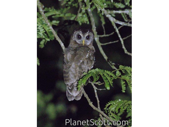 African Wood-Owl (Strix woodfordii)