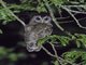 African Wood-Owl (Strix woodfordii)