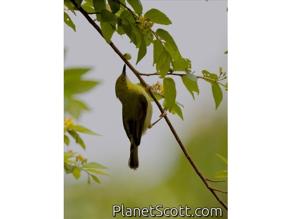 Green-capped Eremomela (Eremomela scotops)