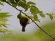 Green-capped Eremomela (Eremomela scotops)