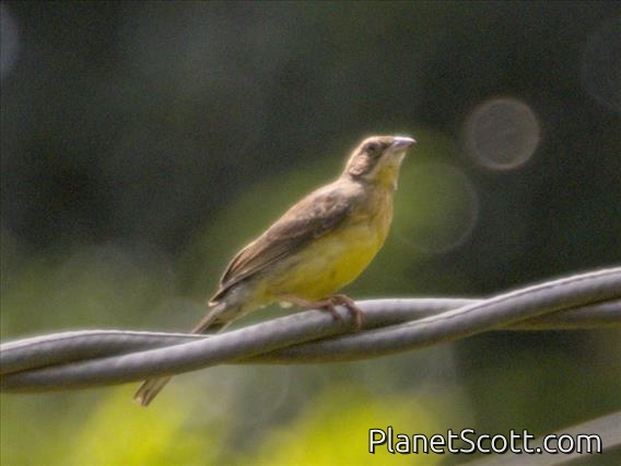 Cabanis's Bunting (Emberiza cabanisi)