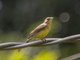 Cabanis's Bunting (Emberiza cabanisi)