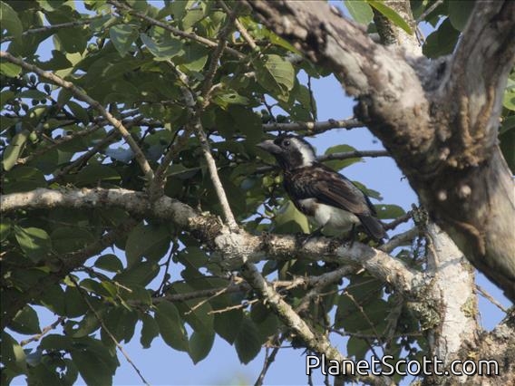 White-eared Barbet (Stactolaema leucotis)