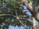 White-eared Barbet (Stactolaema leucotis)