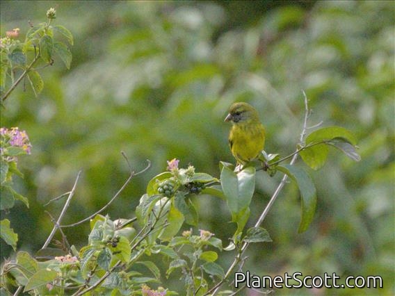 Southern Citril (Crithagra hyposticta)