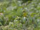 Southern Citril (Crithagra hyposticta)