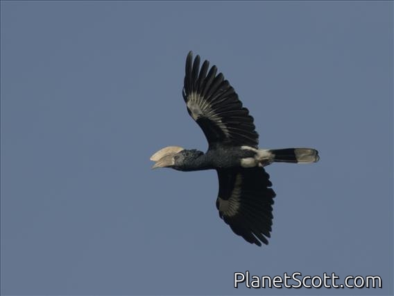 Silvery-cheeked Hornbill (Bycanistes brevis)