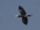 Silvery-cheeked Hornbill (Bycanistes brevis)