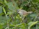Tawny-flanked Prinia (Prinia subflava)