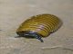 Tanzanian Pill Bug Millipede (Arthrosphaera brandtii)