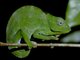 Wavy Chameleon (Trioceros deremensis)
