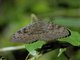 Walker's Owl (Erebus walkeri)