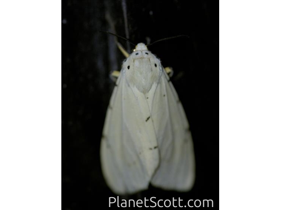 Tiger Moth (Eyralpenus subluteus)