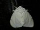 Lichen Moth (Lithosiini sp)