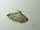 Pearl Moth (Spilomelinae sp)