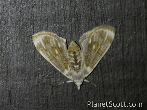 Crambid Snout Moth (Crambidae sp)