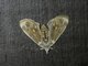 Crambid Snout Moth (Crambidae sp)