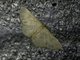 Geometer Moth (Geometridae sp)