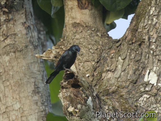 Kenrick's Starling (Poeoptera kenricki)