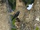 Kenrick's Starling (Poeoptera kenricki)
