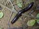 Giant African Millipede (Archispirostreptus gigas)