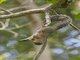 Red Bush Squirrel (Paraxerus palliatus)