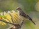 Pin-tailed Whydah (Vidua macroura) - Female