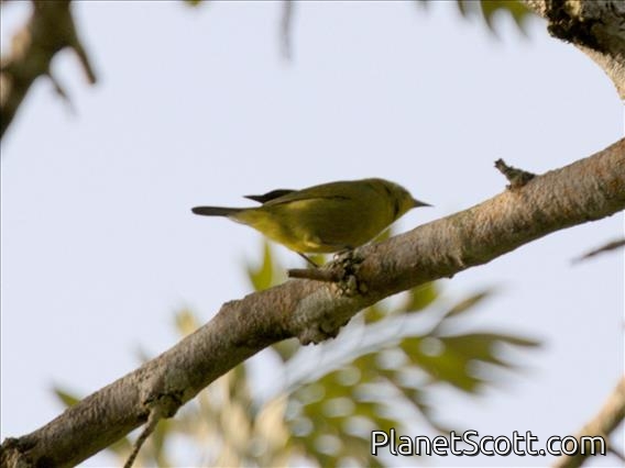 Southern Yellow White-eye (Zosterops anderssoni)