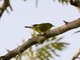 Southern Yellow White-eye (Zosterops anderssoni)