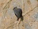 Red-throated Crag-Martin (Ptyonoprogne rufigula)