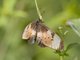 Natal Acraea (Stephenia natalica)