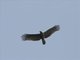 African Harrier-Hawk (Polyboroides typus)