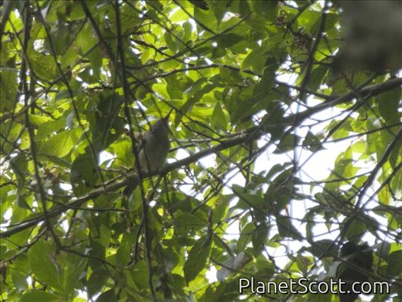 Long-billed Tailorbird (Artisornis moreaui)