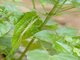 Stick Insect (Diapheromeridae sp)