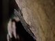 Forest Gecko (Ancylodactylus sp)