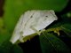 East Usambara Pitted Pygmy Chameleon (Rhampholeon temporalis)