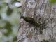 Usambara Greenbul (Phyllastrephus albigula)