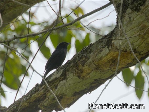 Southern Black-Flycatcher (Melaenornis pammelaina)