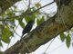 Southern Black-Flycatcher (Melaenornis pammelaina)