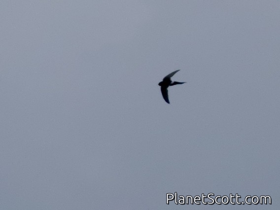 White-rumped Swift (Apus caffer)