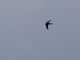White-rumped Swift (Apus caffer)