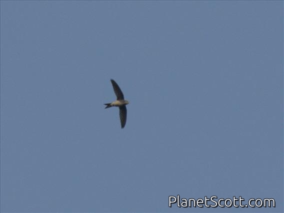 African Swift (Apus barbatus)