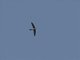 African Swift (Apus barbatus)