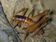 East African Weta (Tryposoma brachyurum)