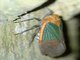Leafhopper (Cicadellidae sp)
