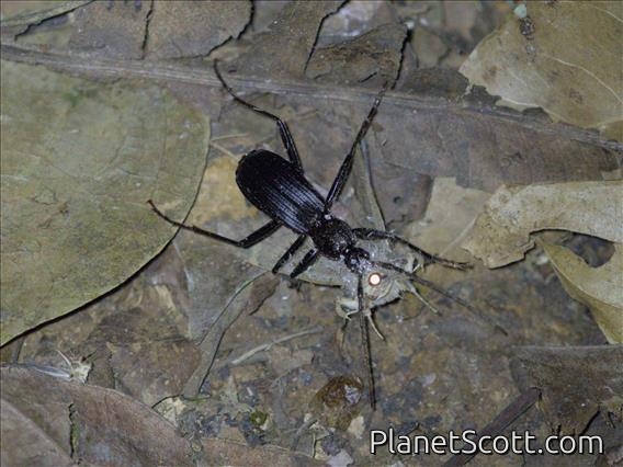 Ground Beetle (Anthiini sp)